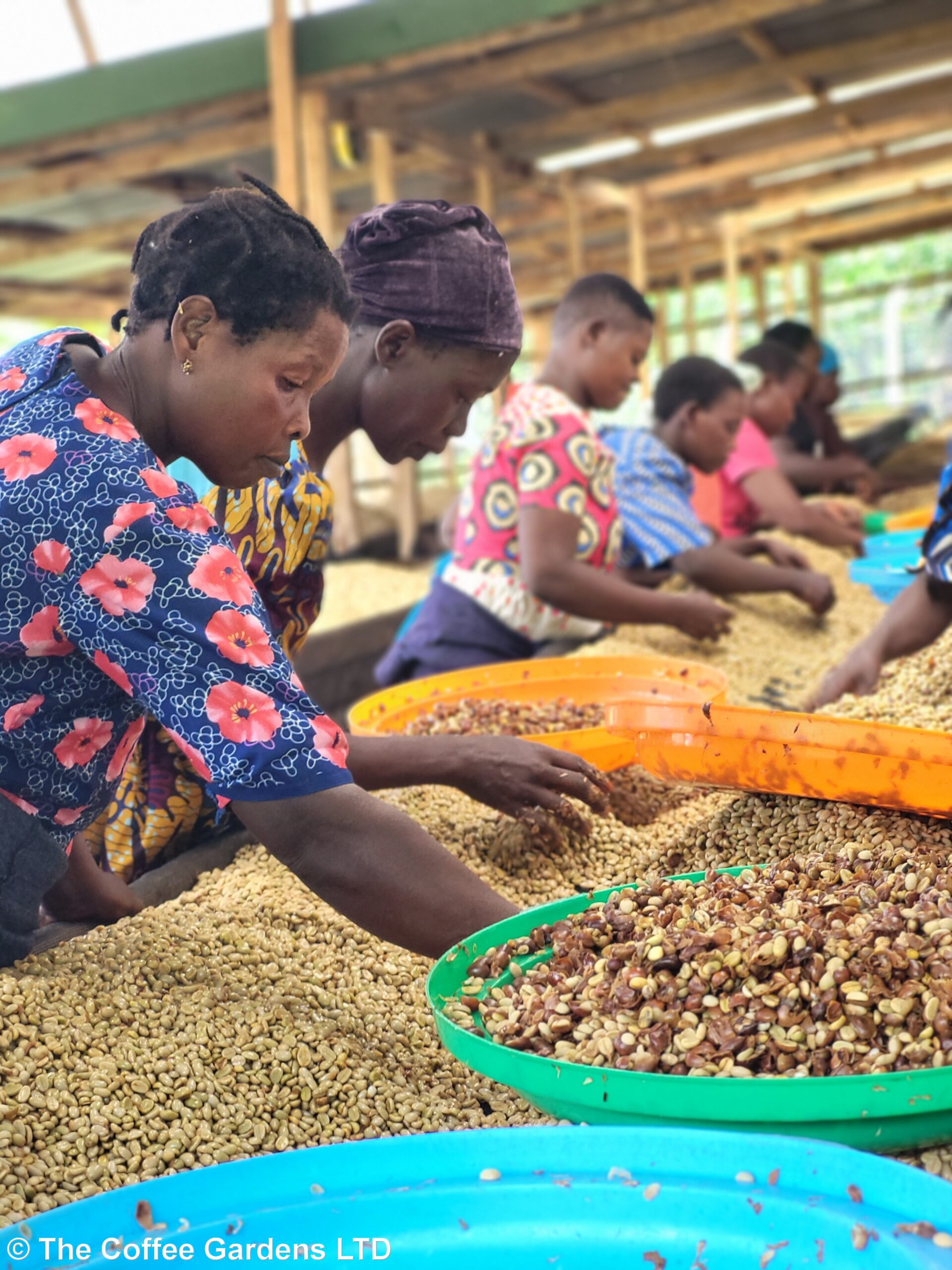Uganda Butawa (12 Oz)