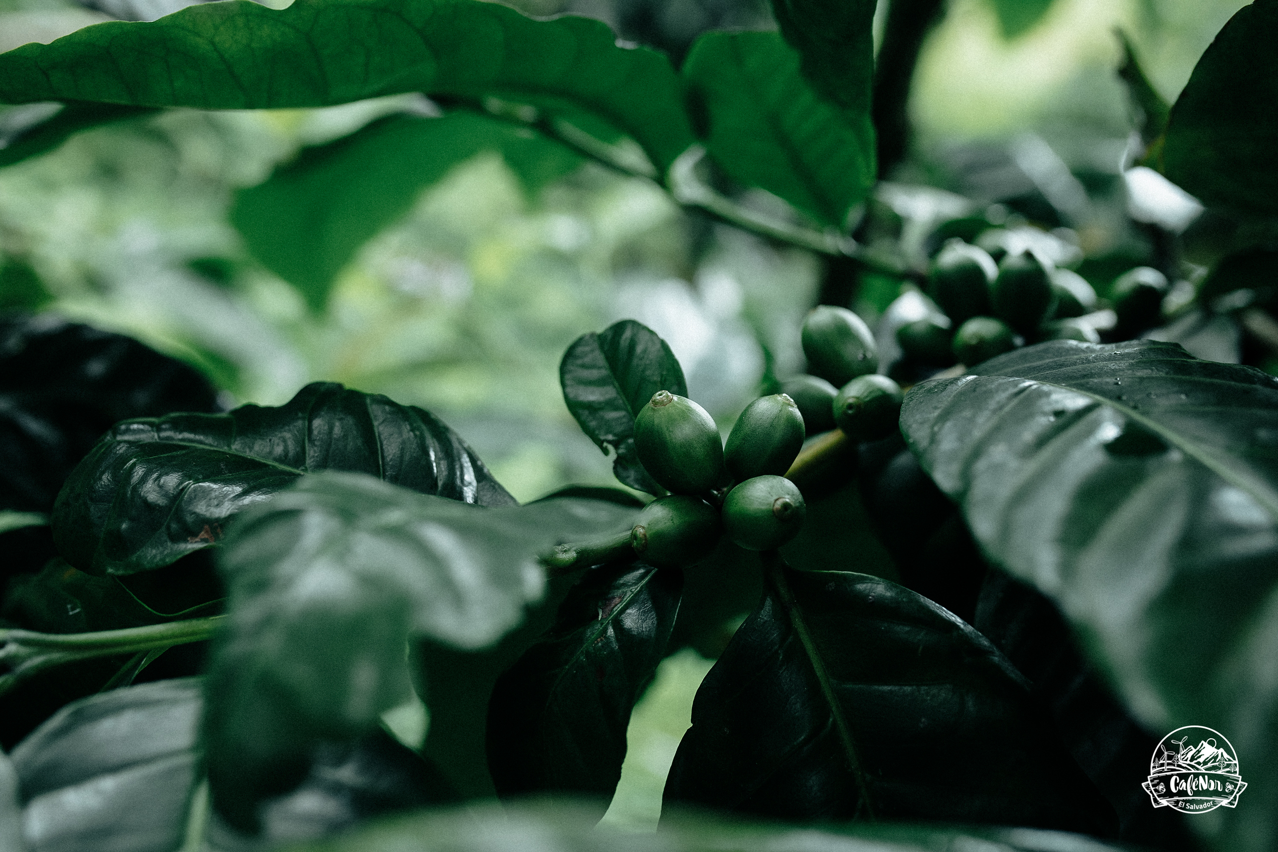El Salvador Metapán (12 Oz)