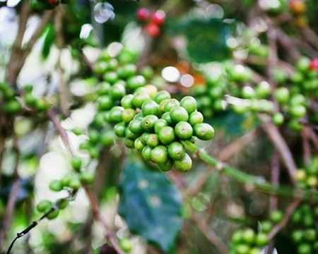 Decaf Mexico Huatusco (12 Oz)