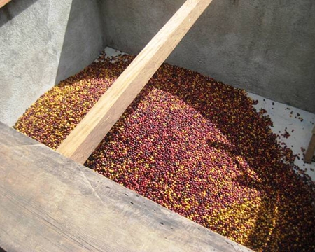 Decaf Mexico Huatusco (12 Oz) - Image 2