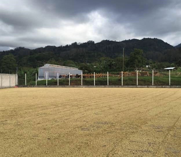 Decaf Honduras Copán (12 Oz) - Image 3