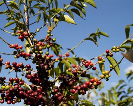 Ethiopia Harar (12 Oz) - Image 3
